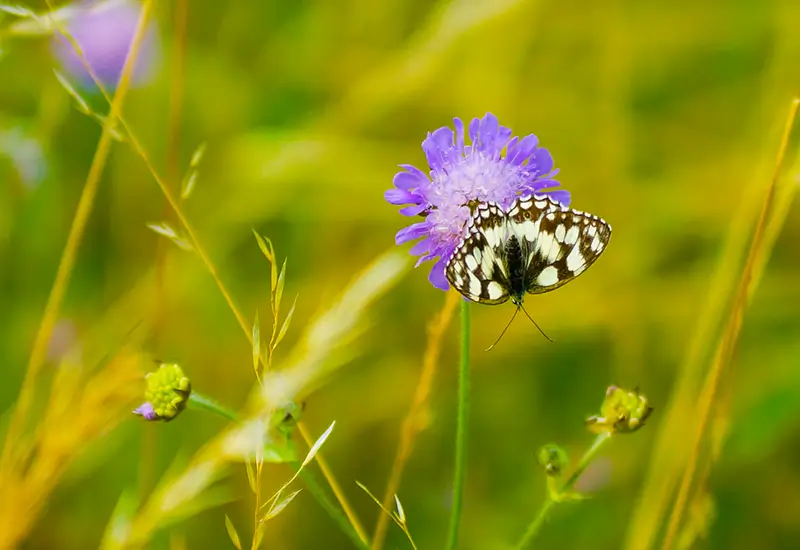 Faune & Flore